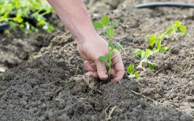Planting (Spring & Crops) – Inspire Change