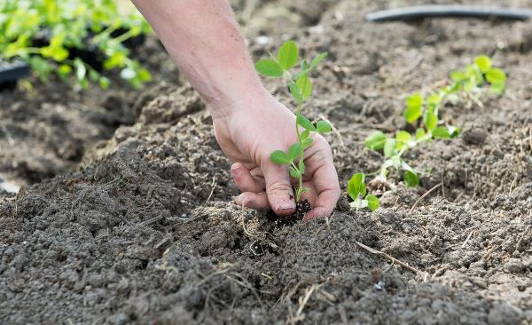 Planting (Spring & Crops) – Inspire Change