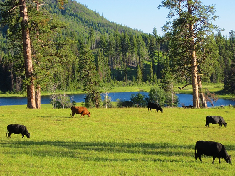 cows at the ranch