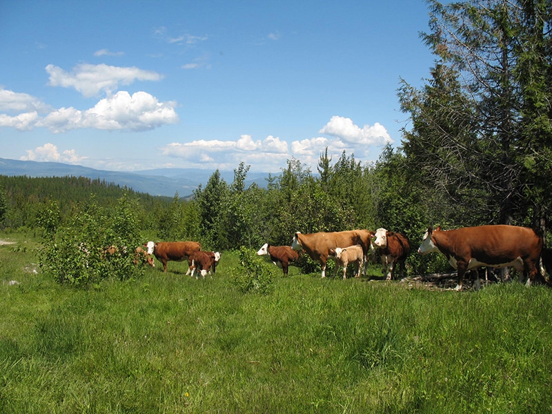 cows at the ranch